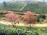 Rực rỡ sắc hồng hoa mai anh đào trên những đồi chè Ô Long ở Sa Pa