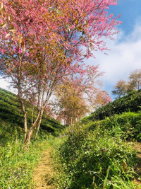 Rực rỡ sắc hồng hoa mai anh đào trên những đồi chè Ô Long ở Sa Pa