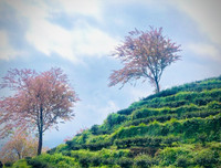 Rực rỡ sắc hồng hoa mai anh đào trên những đồi chè Ô Long ở Sa Pa