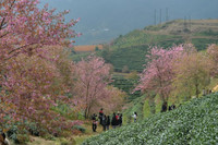 Rực rỡ sắc hồng hoa mai anh đào trên những đồi chè Ô Long ở Sa Pa