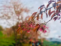 Rực rỡ sắc hồng hoa mai anh đào trên những đồi chè Ô Long ở Sa Pa