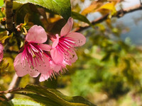 Rực rỡ sắc hồng hoa mai anh đào trên những đồi chè Ô Long ở Sa Pa