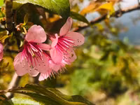 Rực rỡ sắc hồng hoa mai anh đào trên những đồi chè Ô Long ở Sa Pa