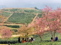 Rực rỡ sắc hồng hoa mai anh đào trên những đồi chè Ô Long ở Sa Pa