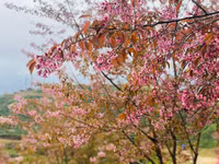 Rực rỡ sắc hồng hoa mai anh đào trên những đồi chè Ô Long ở Sa Pa