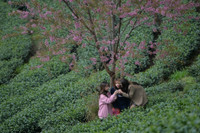 Rực rỡ sắc hồng hoa mai anh đào trên những đồi chè Ô Long ở Sa Pa