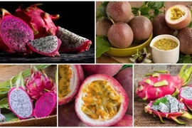 Chanh leo và thanh long Việt Nam đối diện nguy cơ bị EU siết chặt kiểm soát