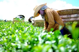 Gần 500 container chè Việt Nam bị ách tắc tại cảng nước ngoài: Bộ Công Thương đang "giải cứu"