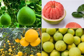 Trái bưởi Việt Nam chính thức được mở cửa vào thị trường Australia