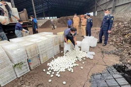 Gần 29.000 quả trứng vịt lộn bị tiêu hủy trong dịp Tết