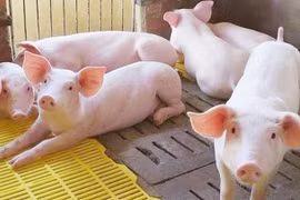 Giá lợn hơi giảm mạnh sau Tết