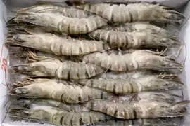 Hoa Kỳ ban hành kết luận sơ bộ về rà soát với sản phẩm tôm Việt Nam