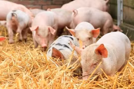Thí điểm niêm yết và giao dịch thịt lợn trên Sở Giao dịch hàng hóa Việt Nam