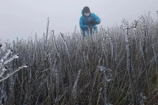 Yêu cầu các tỉnh, thành phố miền Bắc chủ động ứng phó với rét đậm, rét hại