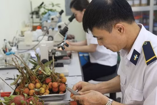 Trường hợp nào phải kiểm tra nhà nước đối với thực phẩm nhập khẩu