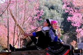 Lên Mù Cang Chải xem hội khèn Mông, ngắm hóa tớ dày 