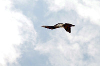 Mãn nhãn với màn trình diễn của máy bay Su-30MK2 tại Lễ khai mạc Triển lãm Quốc phòng quốc tế 2024