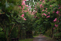 Chiêm ngưỡng vườn hoa tường vi đẹp như cổ tích ở Hà Nội