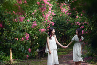 Chiêm ngưỡng vườn hoa tường vi đẹp như cổ tích ở Hà Nội