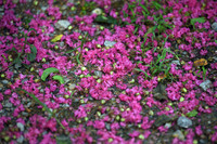 Chiêm ngưỡng vườn hoa tường vi đẹp như cổ tích ở Hà Nội