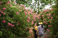 Chiêm ngưỡng vườn hoa tường vi đẹp như cổ tích ở Hà Nội