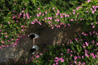 Chiêm ngưỡng vườn hoa tường vi đẹp như cổ tích ở Hà Nội