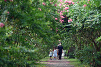 Chiêm ngưỡng vườn hoa tường vi đẹp như cổ tích ở Hà Nội