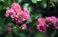 Chiêm ngưỡng vườn hoa tường vi đẹp như cổ tích ở Hà Nội