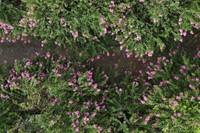 Chiêm ngưỡng vườn hoa tường vi đẹp như cổ tích ở Hà Nội