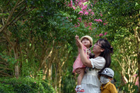 Chiêm ngưỡng vườn hoa tường vi đẹp như cổ tích ở Hà Nội