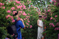 Chiêm ngưỡng vườn hoa tường vi đẹp như cổ tích ở Hà Nội