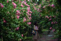 Chiêm ngưỡng vườn hoa tường vi đẹp như cổ tích ở Hà Nội