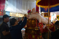 Cận cảnh lễ hội độc đáo rước “ông lợn” khổng lồ đầu Xuân Quý Mão tại Hà Nội