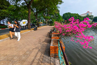 Đẹp ngỡ ngàng mùa hoa giấy nở rộ đầu đông bên hồ Trúc Bạch