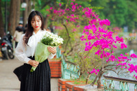 Đẹp ngỡ ngàng mùa hoa giấy nở rộ đầu đông bên hồ Trúc Bạch