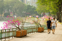 Đẹp ngỡ ngàng mùa hoa giấy nở rộ đầu đông bên hồ Trúc Bạch