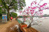 Đẹp ngỡ ngàng mùa hoa giấy nở rộ đầu đông bên hồ Trúc Bạch