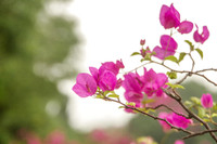 Đẹp ngỡ ngàng mùa hoa giấy nở rộ đầu đông bên hồ Trúc Bạch