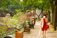 Đẹp ngỡ ngàng mùa hoa giấy nở rộ đầu đông bên hồ Trúc Bạch