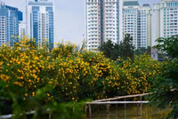 Cảnh đẹp như tranh của vườn hoa dã quỳ ngay giữa lòng Hà Nội 
