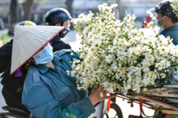 Xao xuyến hình ảnh thiếu nữ Hà Thành bên cúc họa mi gọi Đông về trên phố