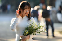 Xao xuyến hình ảnh thiếu nữ Hà Thành bên cúc họa mi gọi Đông về trên phố