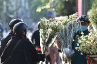 Xao xuyến hình ảnh thiếu nữ Hà Thành bên cúc họa mi gọi Đông về trên phố