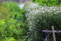 Xao xuyến hình ảnh thiếu nữ Hà Thành bên cúc họa mi gọi Đông về trên phố