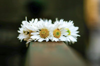 Xao xuyến hình ảnh thiếu nữ Hà Thành bên cúc họa mi gọi Đông về trên phố