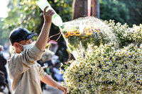 Xao xuyến hình ảnh thiếu nữ Hà Thành bên cúc họa mi gọi Đông về trên phố