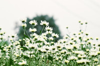 Xao xuyến hình ảnh thiếu nữ Hà Thành bên cúc họa mi gọi Đông về trên phố