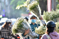 Xao xuyến hình ảnh thiếu nữ Hà Thành bên cúc họa mi gọi Đông về trên phố