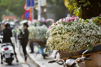 Xao xuyến hình ảnh thiếu nữ Hà Thành bên cúc họa mi gọi Đông về trên phố