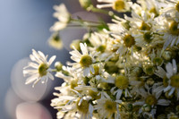 Xao xuyến hình ảnh thiếu nữ Hà Thành bên cúc họa mi gọi Đông về trên phố